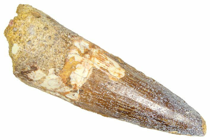 Fossil Spinosaurus Tooth - Real Dinosaur Tooth #366473